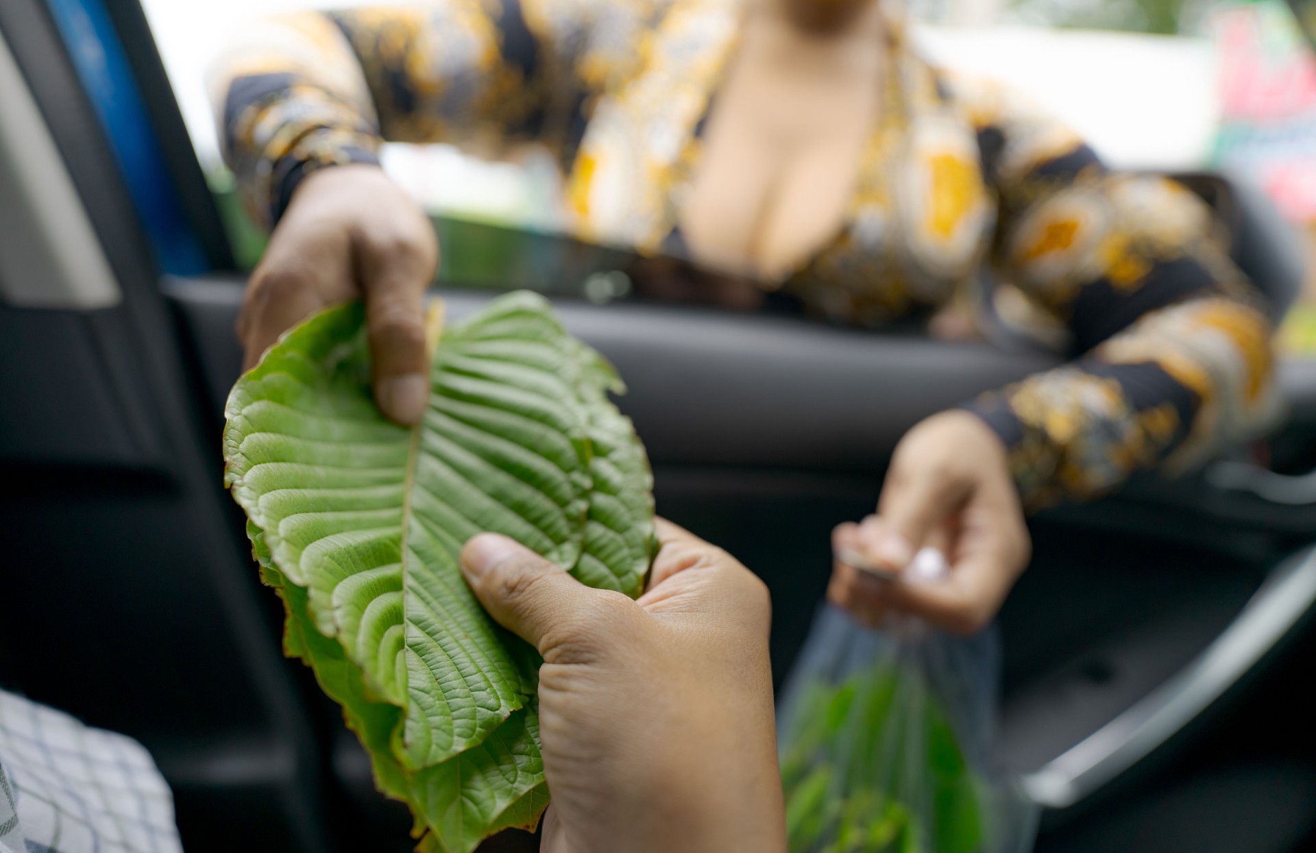 Local Thai Customer Reaches From Car Window To Purchase Fresh Kratom Leaves From Traditional Road