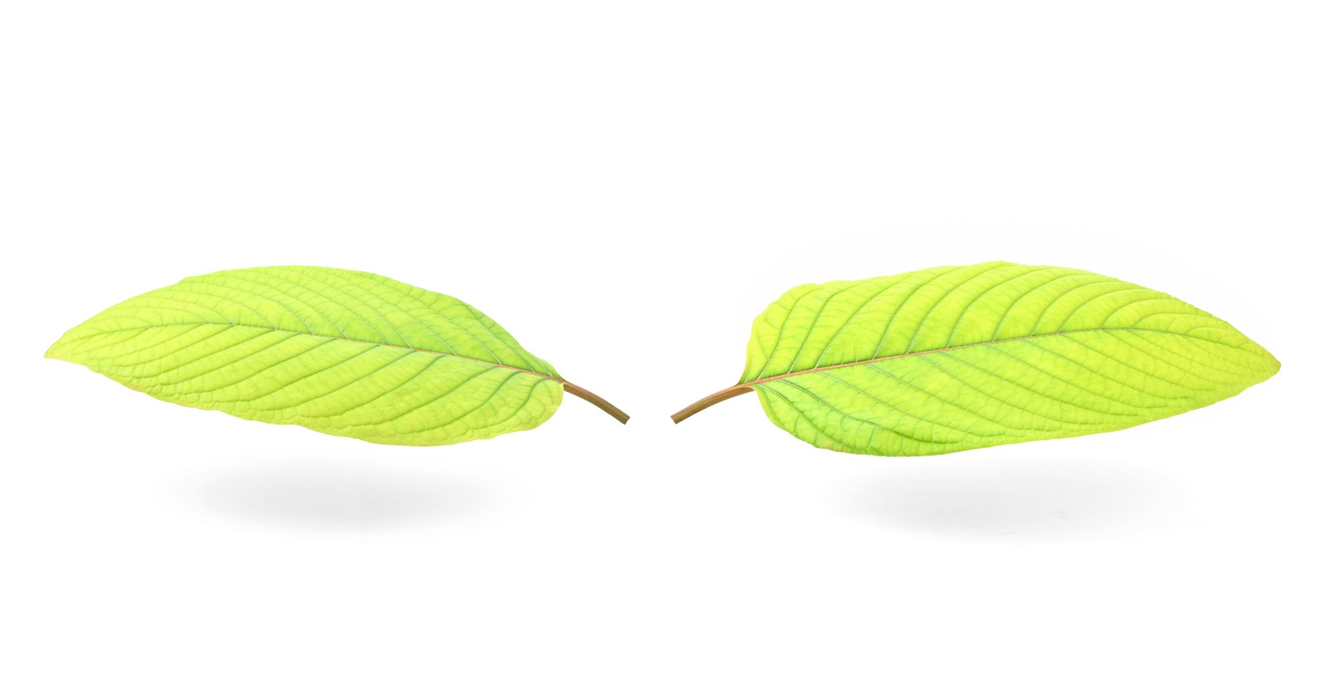 Mitragyna speciosa korth(Kratom) isolated on white background.