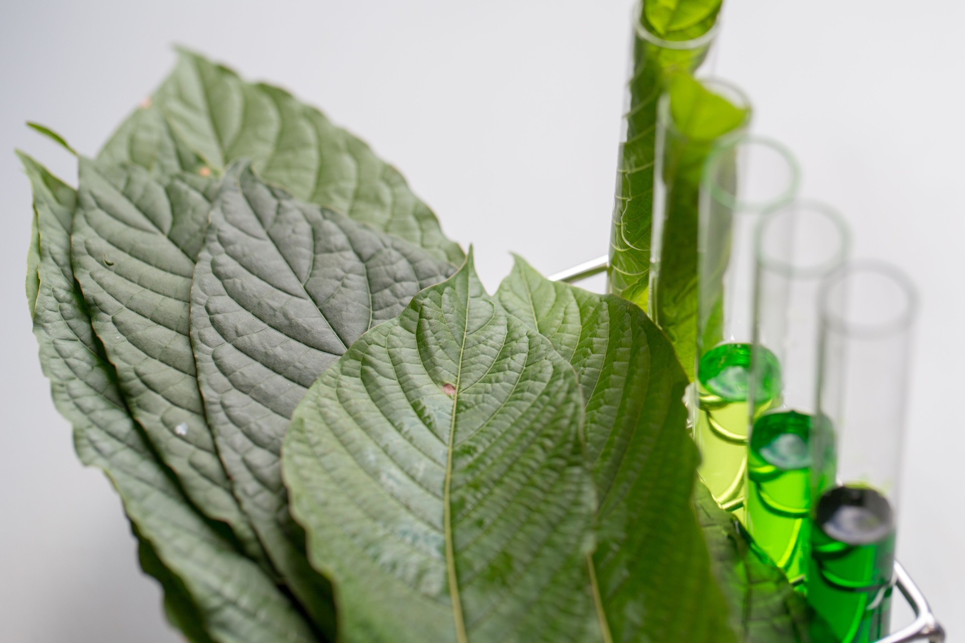 Science Research leaves of Mitragyna speciosa (kratom) and Chemical analysis  in Lab.